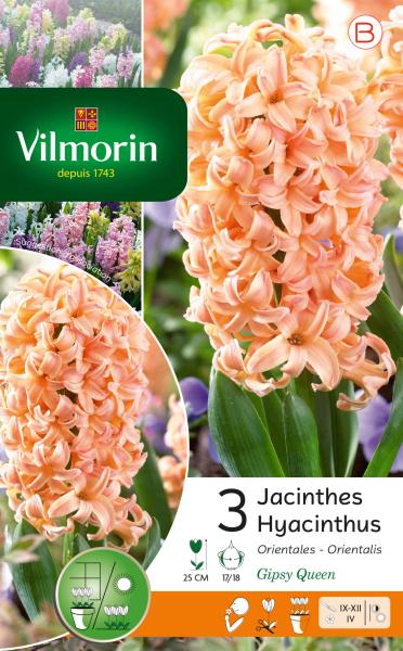 Bulbes à fleurs à planter à l'automne - Jacinthe Gipsy Queen (x3) - face recto